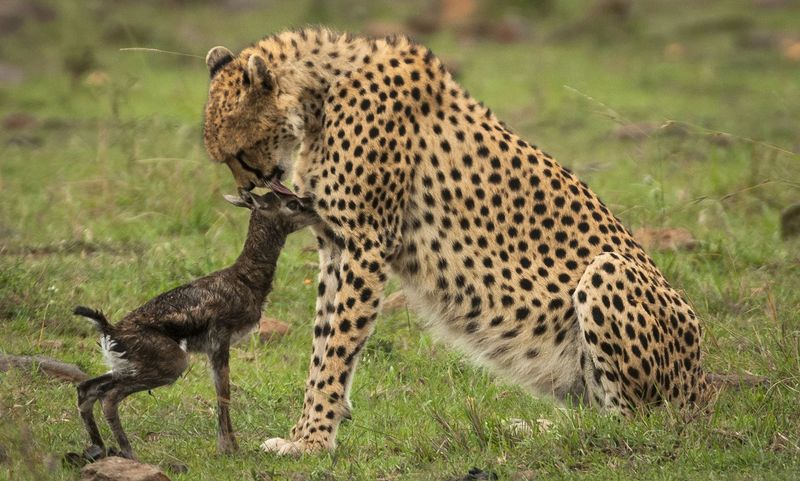 Cheetahs Bonding With Gazelle Calves