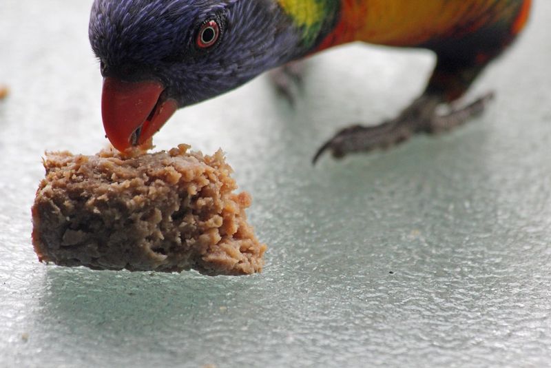 Beyond Grass: Why Some Herbivores Can't Resist Eating Meat