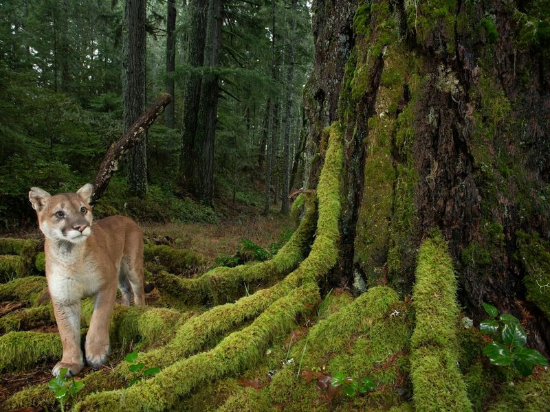 Protecting Plant Diversity