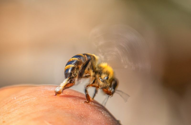Honey Bees: Tiny But Lethal