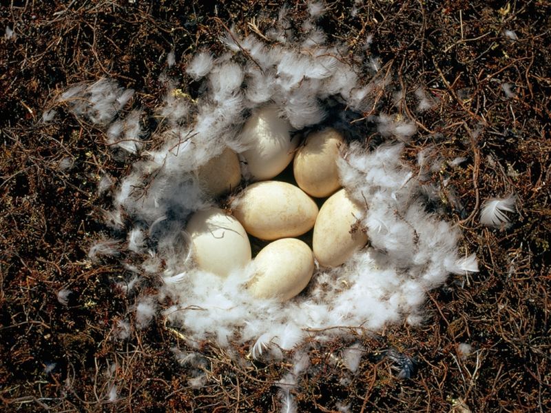 Bird Eggs