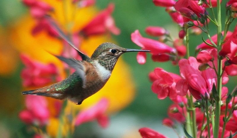 Night-Blooming Flowers Rely On Special Hummingbirds