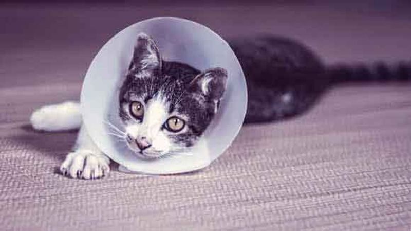Seeking Comfort During Illness
