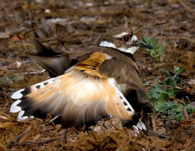 Distraction Techniques To Mislead Predators