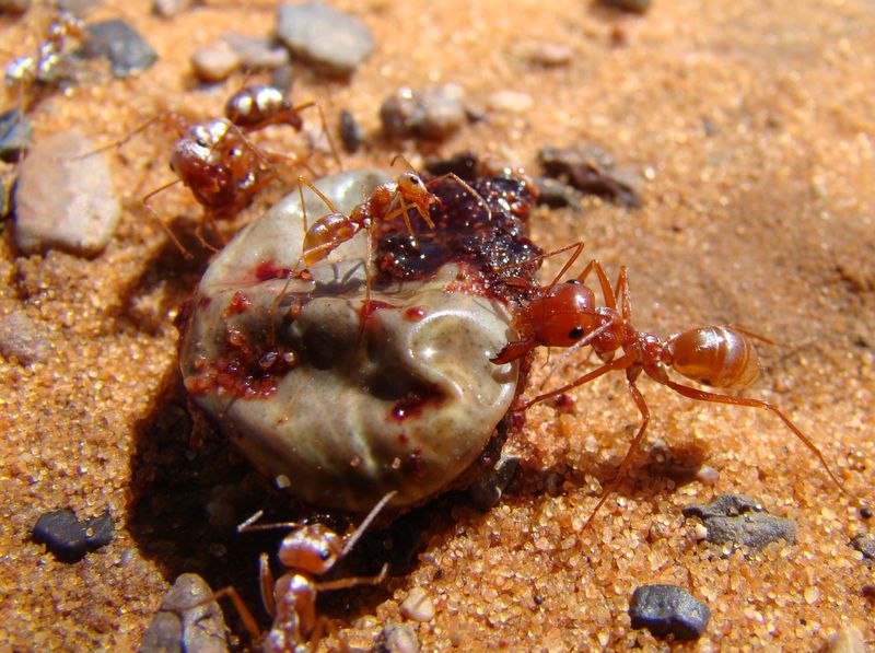 Saharan Silver Ants: Desert Heat Champions