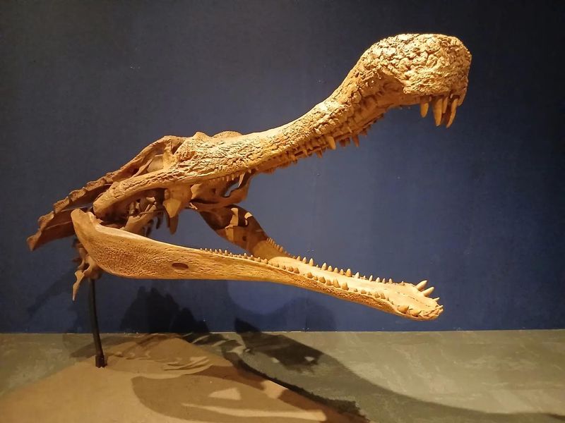 Sarcosuchus: The SuperCroc