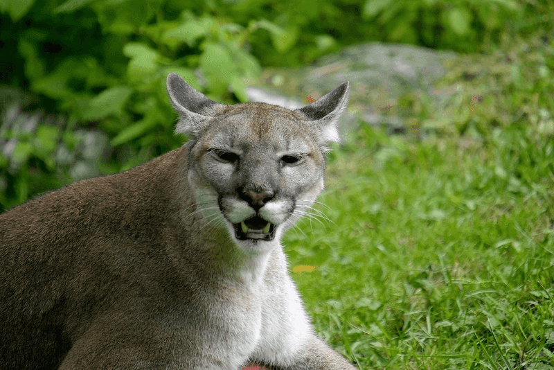 Florida – Florida Panther