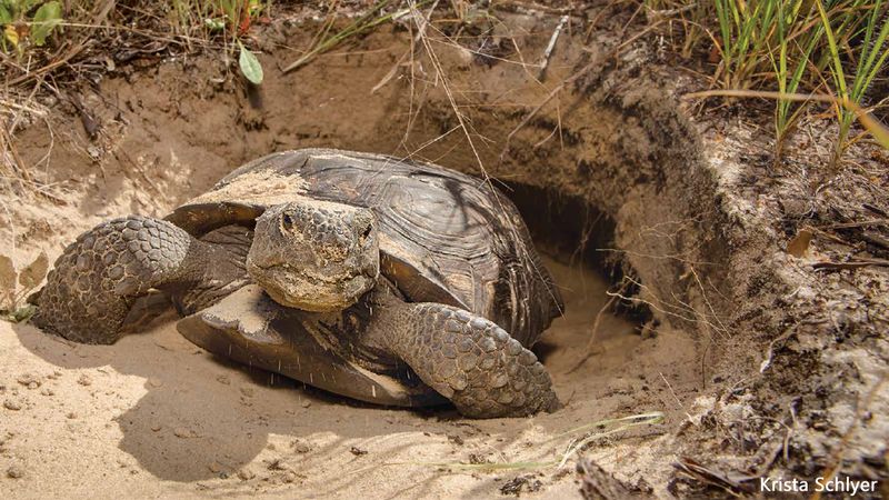 Gopher Tortoise