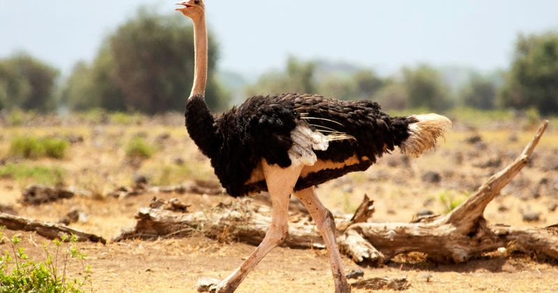 High-Flying Headaches: Ostriches