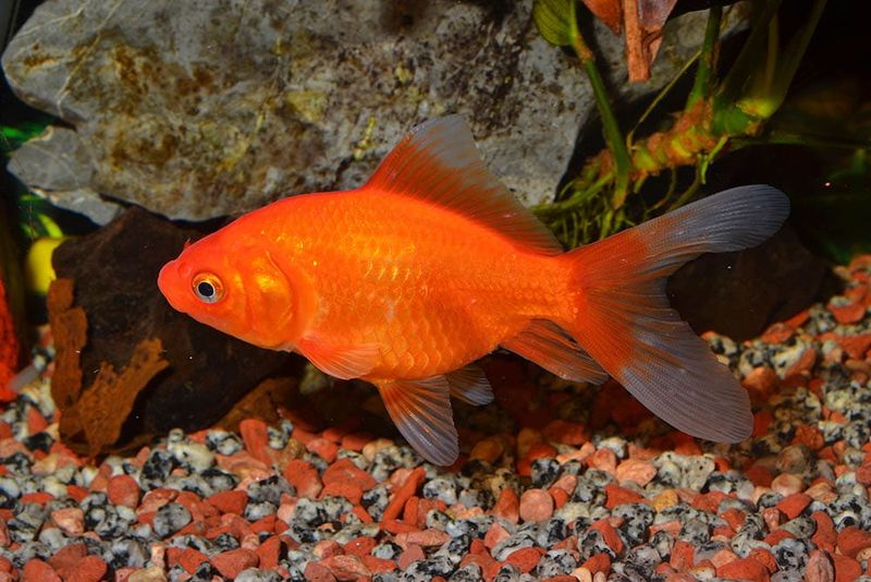 Breeding Complications
