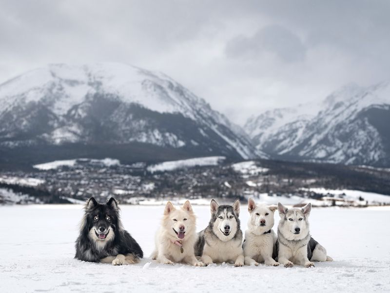 Pack Mentality