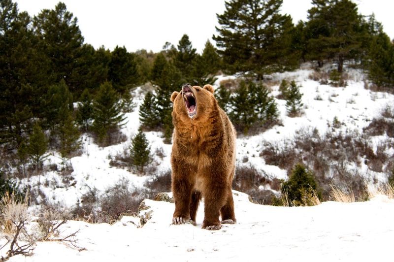 Yukon Territory Heavyweight