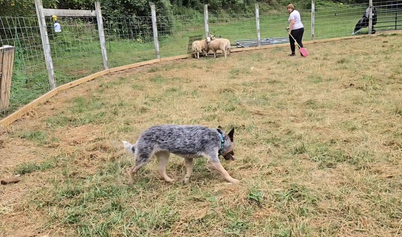 Managing Their Herding Instincts