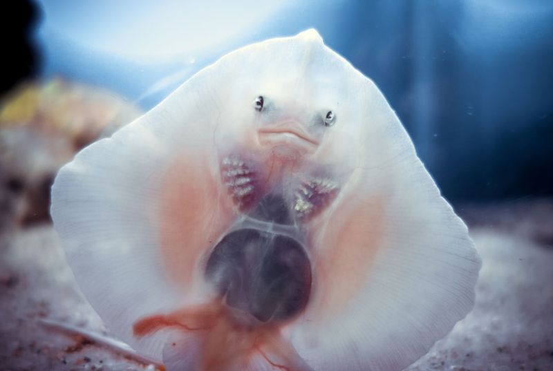 Toothless Early Life