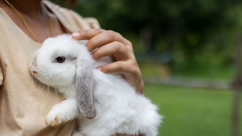 Stress Shortens Rabbit Lives