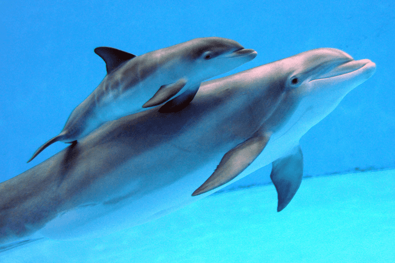 Baby Dolphins Born Toothless