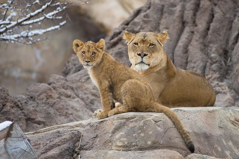 Denver Zoo, Colorado