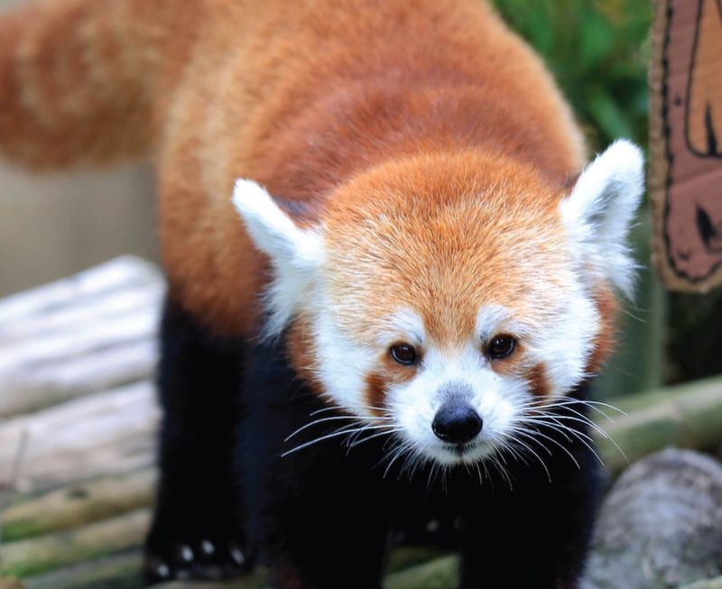 Memphis Zoo's Southern Showstopper