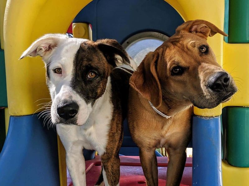 Doggy Daycare Socialization