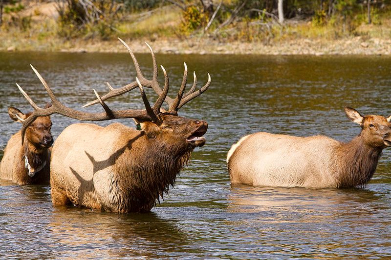 Elk Bugling Tour In Rocky Mountain National Park