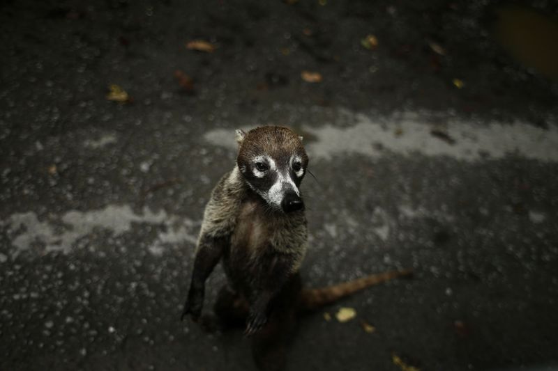 Coati Families Creating Underground Passages