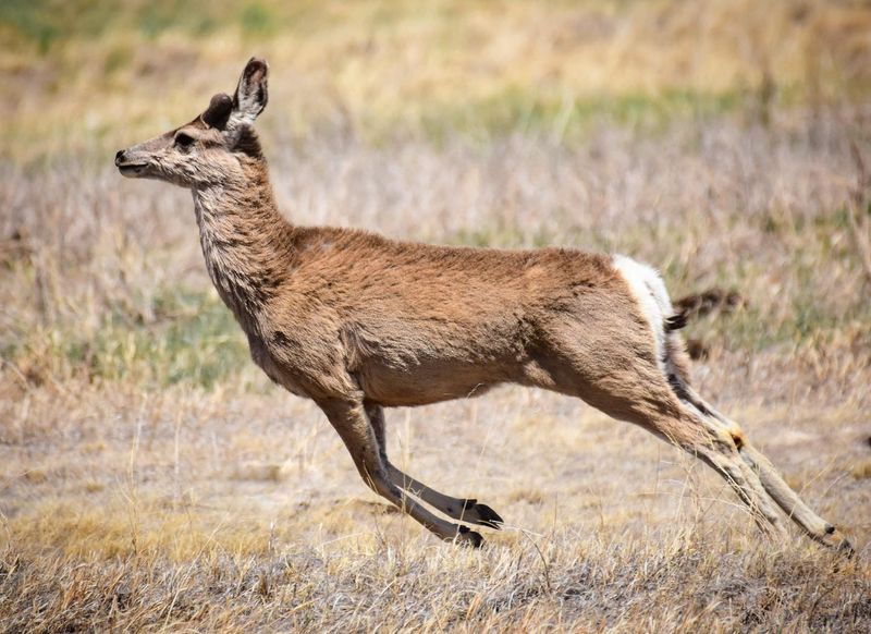 Dash Masters: Mule Deer