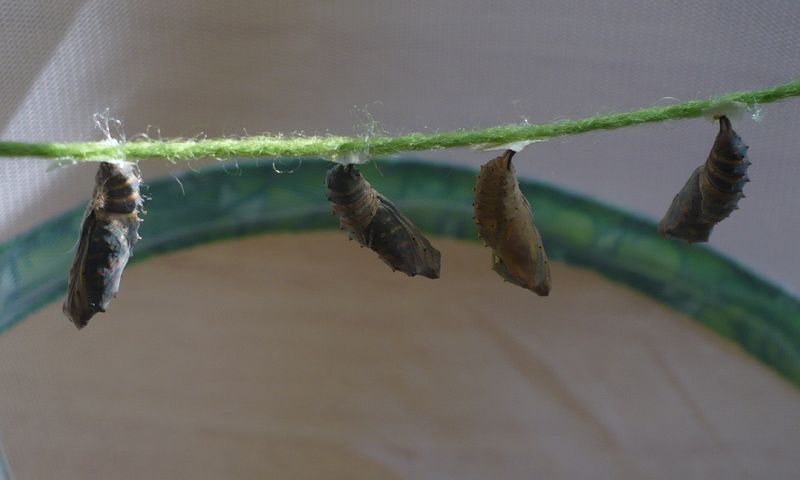 Chrysalis Countdown Clock