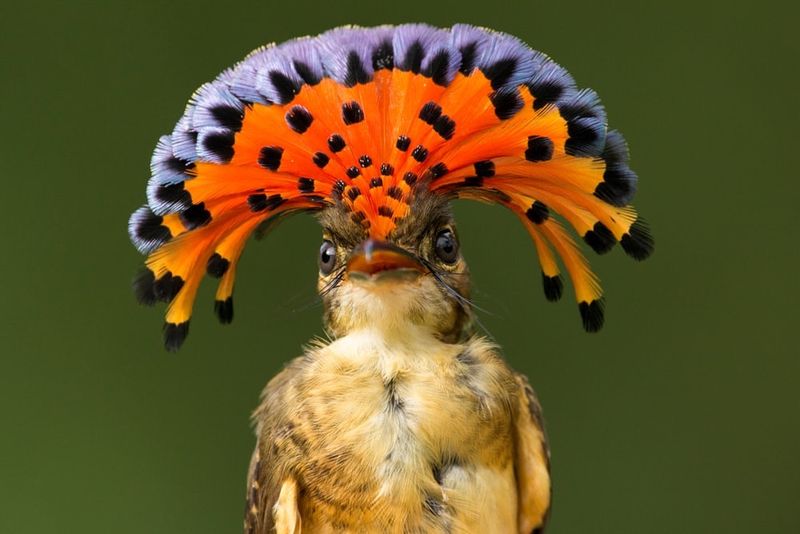 Flamboyant Forest Gem: The Royal Flycatcher