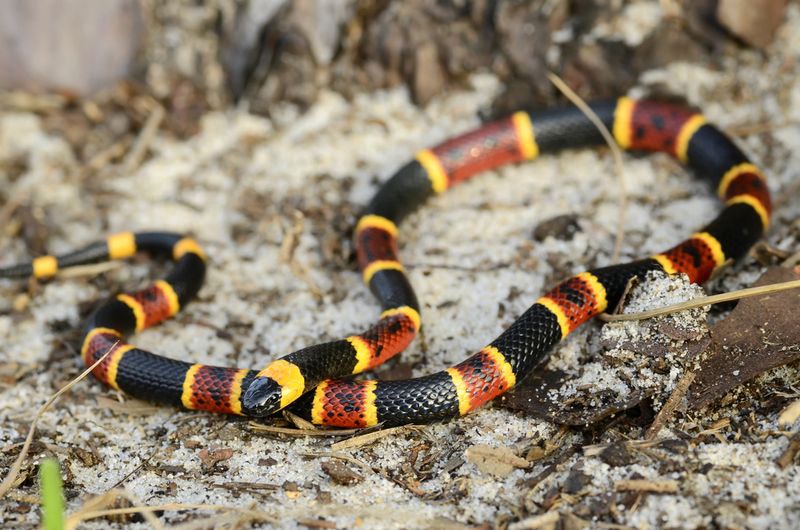 Frequently Spotted Snakes