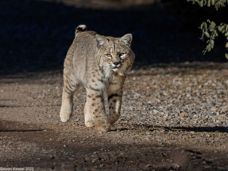 Bobcat Blur: Desert's Stealth Sprinter
