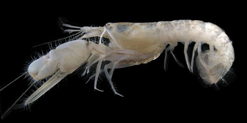 Micro Cave Shrimp