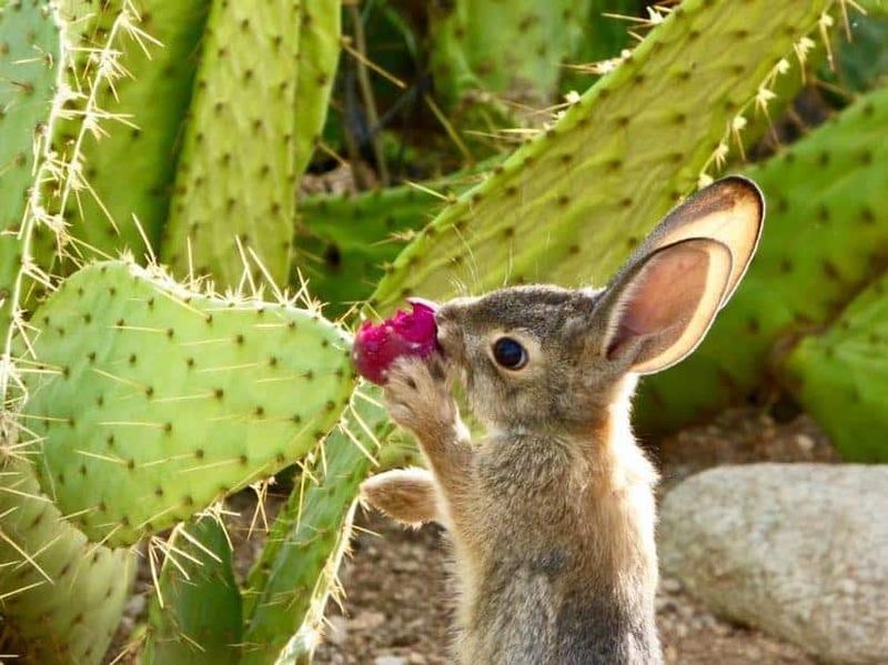Prickly Pear Cactus Pads