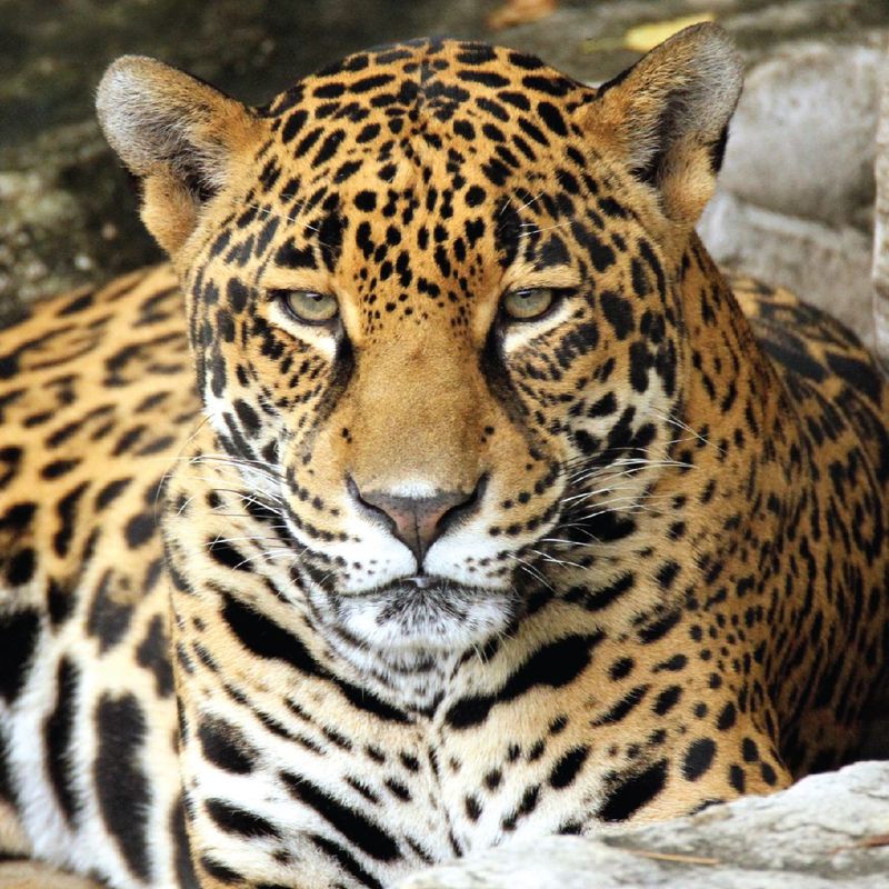 Three Worlds: The Jaguar In Inca Cosmology