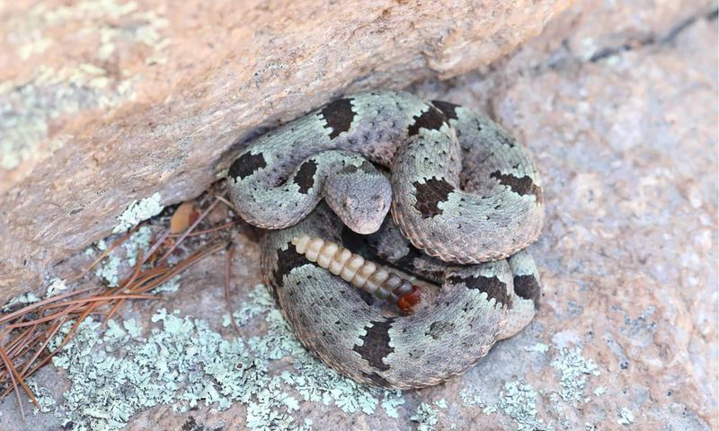 Rock Rattlesnake