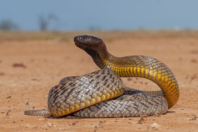 Stealthy Slitherers: Inland Taipan