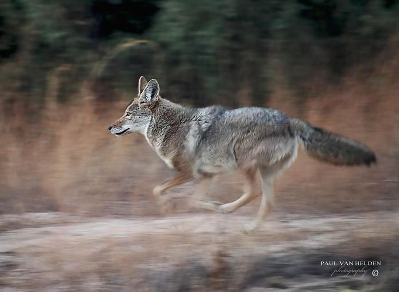 Swift As Wind: Coyote