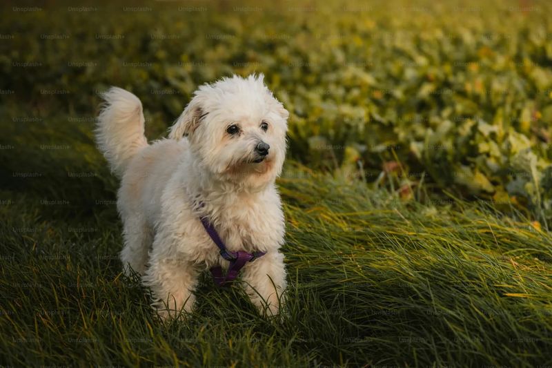 Cuddle Commandos: The Bichon Frise