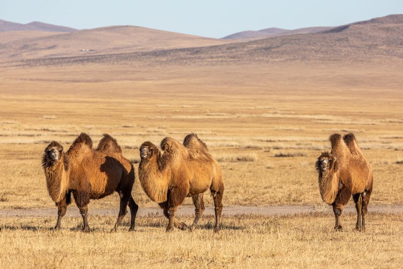 Challenges In Captive Breeding
