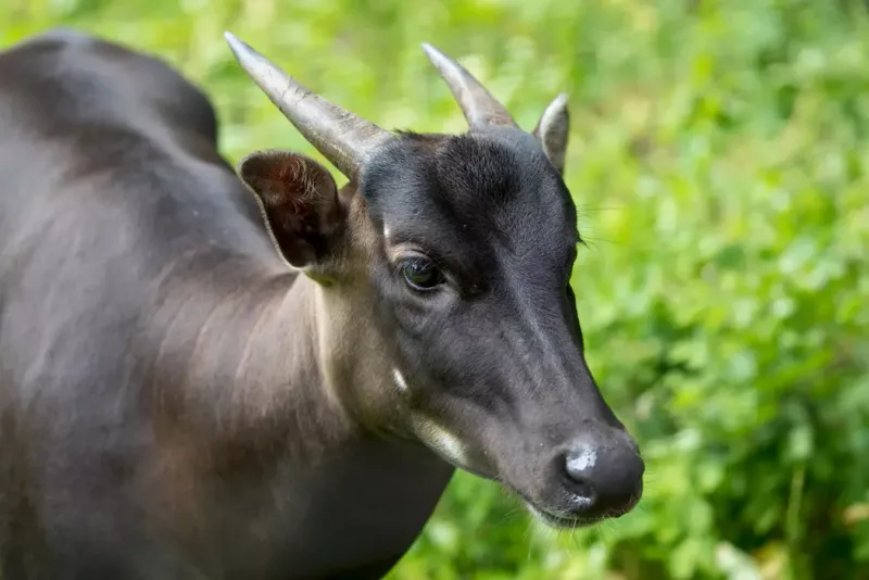 Miniature Marvels: The Anoa