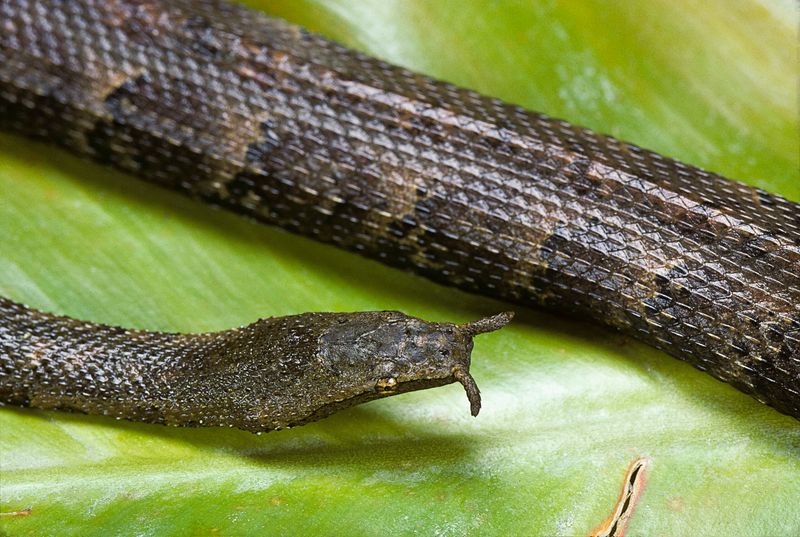 Tentacled Snake – The Underwater Ambusher