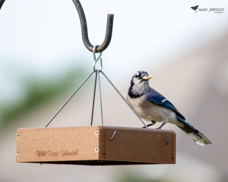 Include A Photography Perch