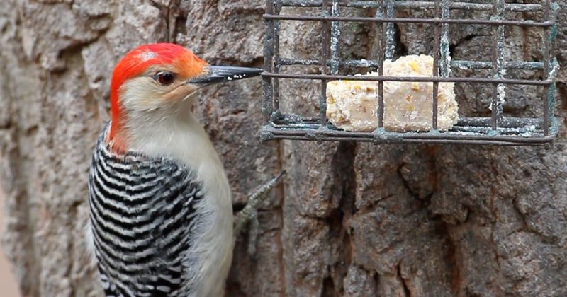 Create Suet Nugget Stations