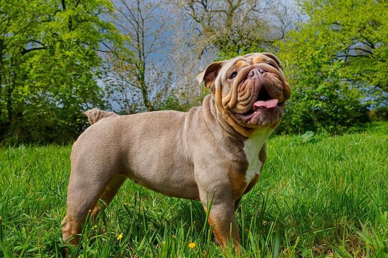 Extreme Breed Characteristics