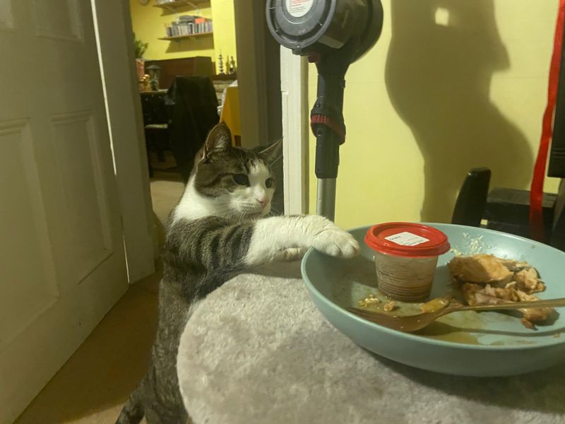 Food Theft And Messy Eating Habits