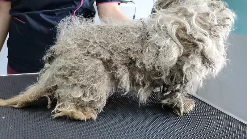Matted, Dirty Fur That's Rarely Brushed