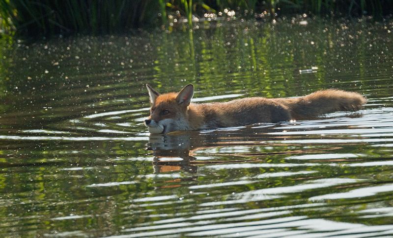Water Navigation Skills