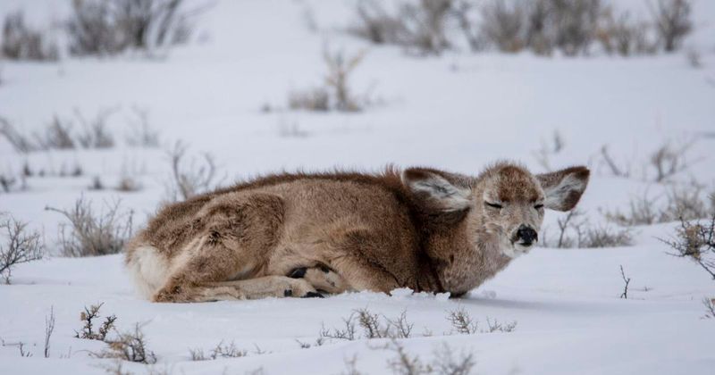 Conserving Energy Through Stillness