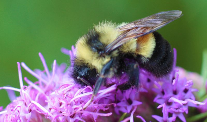 Rusty Patched Bumble Bee