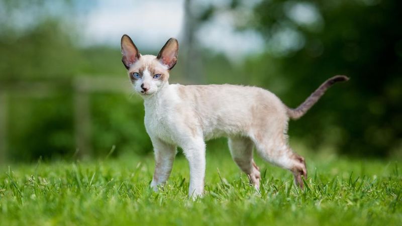 Cornish Rex: Sensitive Speedsters