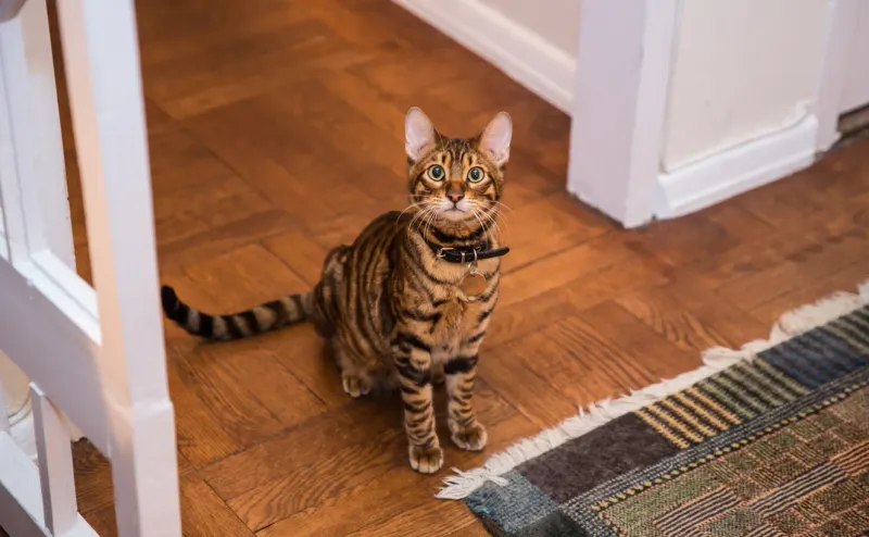 Toyger: Miniature Tiger